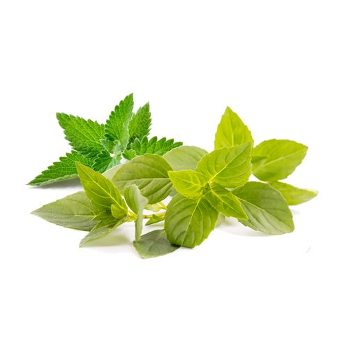 Citronella Mint